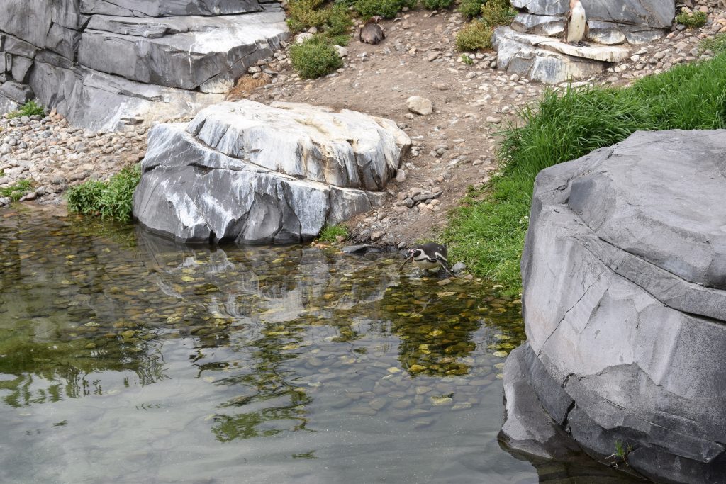 Humboldtpinguin Humboldtpinguin springt in water